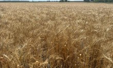 Аграрії Донеччини розпочали жнива.