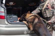 Службовий пес перевіряє автівку