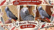 Колаж з трьох фото папуг