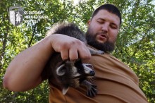 Єнот Моллі на плечі військового