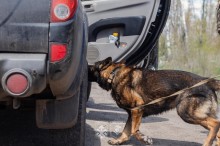 Службовий пес перевіряє автівку