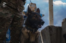 Службовий пес сидить біля кінолога та уважно дивиться.