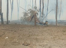 Пошкоджені та обгорілі дерева посеред лісу після ворожого обстрілу