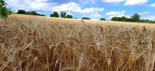 Фоторобота учасниці конкурсу, де на передньому плані стигле колосся на фоні блакитного неба.
