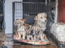 Цуценята та собаки у металевій переносці. Чекають на евакуацію.