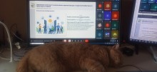 Кіт лежить перед монітором з презентацією