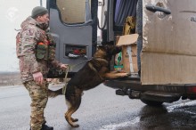 Пёс Арчі, стоїть на задніх лапах поставивши передні до багажника вантажного автомобіля та ретельно винюхує заборонені речі у коробках.