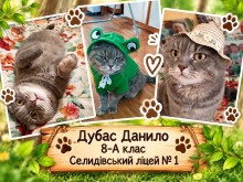 Колаж з трьох фото кота
