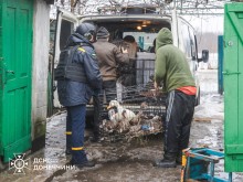 Рятувальники та волонтери евакуюють тварин.