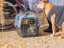Собака біля переноски з котами