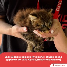 Евакуйоване кошеня Пухнастик обідає з рук перед дорогою до Дніпропетровщини