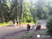 Діти піднімаються гірською стежкою. З обох боків смереки.