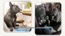 Колаж з двох фото собак