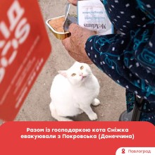 Кота Сніжка разом з хазяйкою евакуювали з Покровська, кіт чекає на консерву, яку тримають жіночі руки