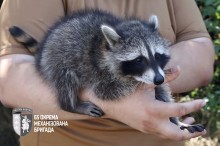 Чоловічі руки тримають єнота Моллі