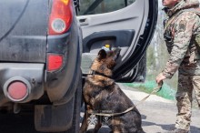 Службовий пес перевіряє автівку