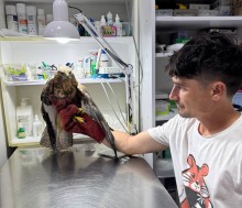 Ветеринар оглядає пораненого яструба