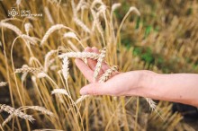 Чоловіча рука тримає колоски пшениці