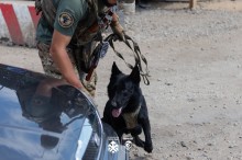Кінологічна пара 18-ї Слов'янської бригади проводить огляд машини на блокпосту