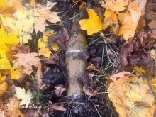 Вибухонебезпечний предмет маскується серед листя