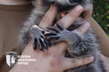Лапки єнота Моллі обіймають чоловічу руку