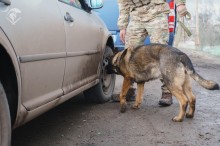 Перевірка автомобіля службовою собакою, пес ретельно винюхує переднє колесо автомобіля.
