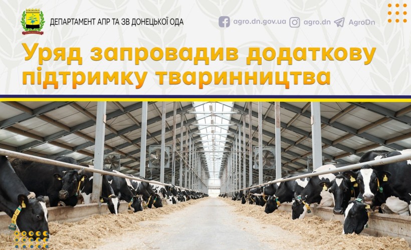 Оголошення про підтримку тваринництва: фото корівника з коровами , які їдять сіно