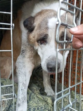 Алабай сидить сумний з відкритими дверцятами клітини