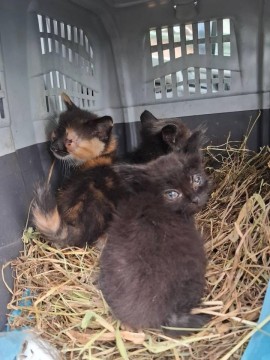 Троє кошенят у переносці