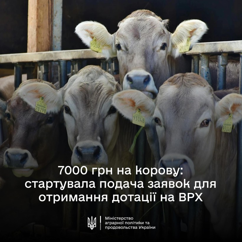 Тематичне фото корів з оголошенням про старт подачі заявок