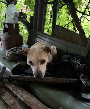 Собака лежить на лавці на військовому спорядженні