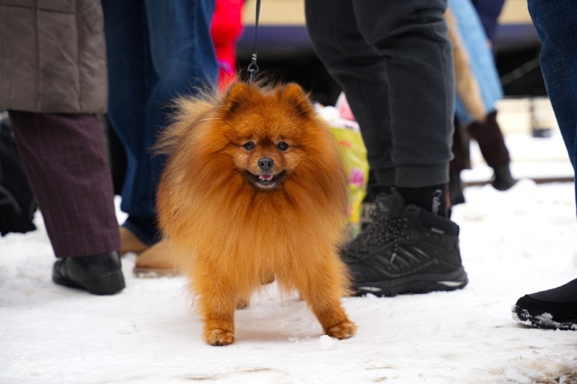 Собачка на пероні поруч з евакуаційним вагоном