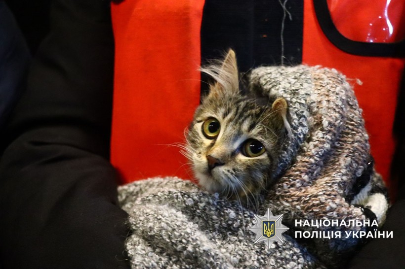 Евакуйований кіт, замотаний у плед.