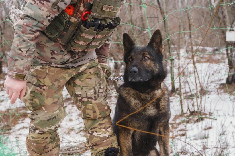 Пес уважно дивитися вперед, стоячі вуха ніби ловлять якийсь звук. Військовий біля нього.