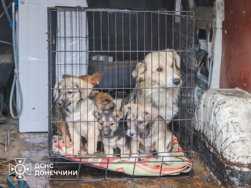 Цуценята та собаки у металевій переносці. Чекають на евакуацію.