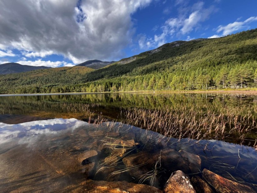 Конкурсна робота, на якій зображений пейзаж: водойма на фоні хвойного лісу
