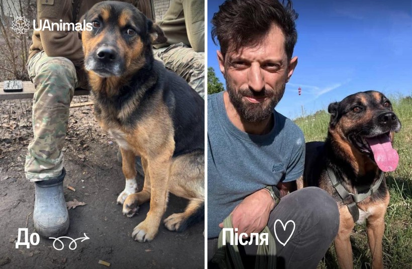 Колаж з двох фото із зображенням собаки Полкан з військовим та з новим другом-італійцем