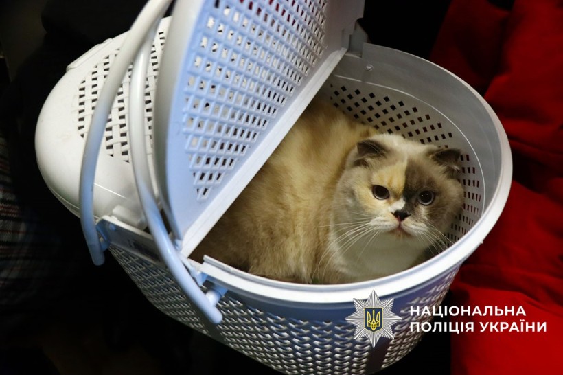 Евакуйований кіт сидить у переносці.