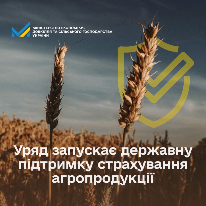 Колоски пшениці на фоні пшеничного поля