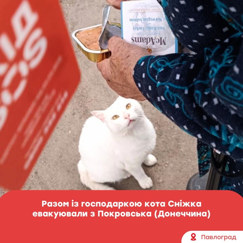 Кота Сніжка разом з хазяйкою евакуювали з Покровська, кіт чекає на консерву, яку тримають жіночі руки