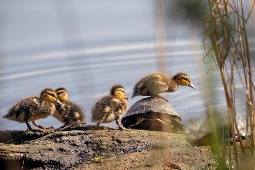 Робота учасника конкурсу «Моя країна - Україна!»