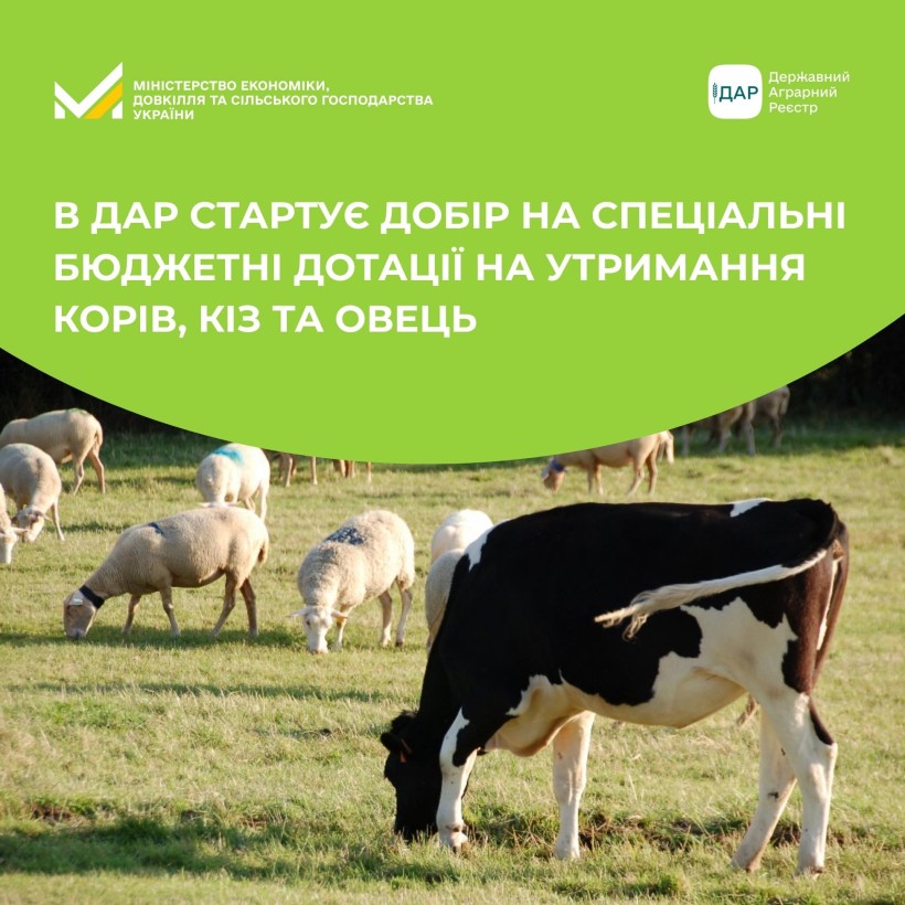 Корова та вівці пасуться на пасовиську