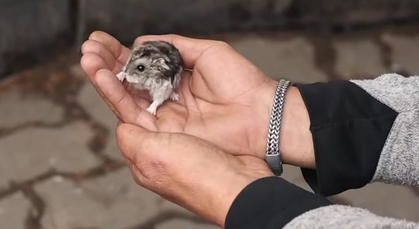 Евакуйований з Донеччини хом'як