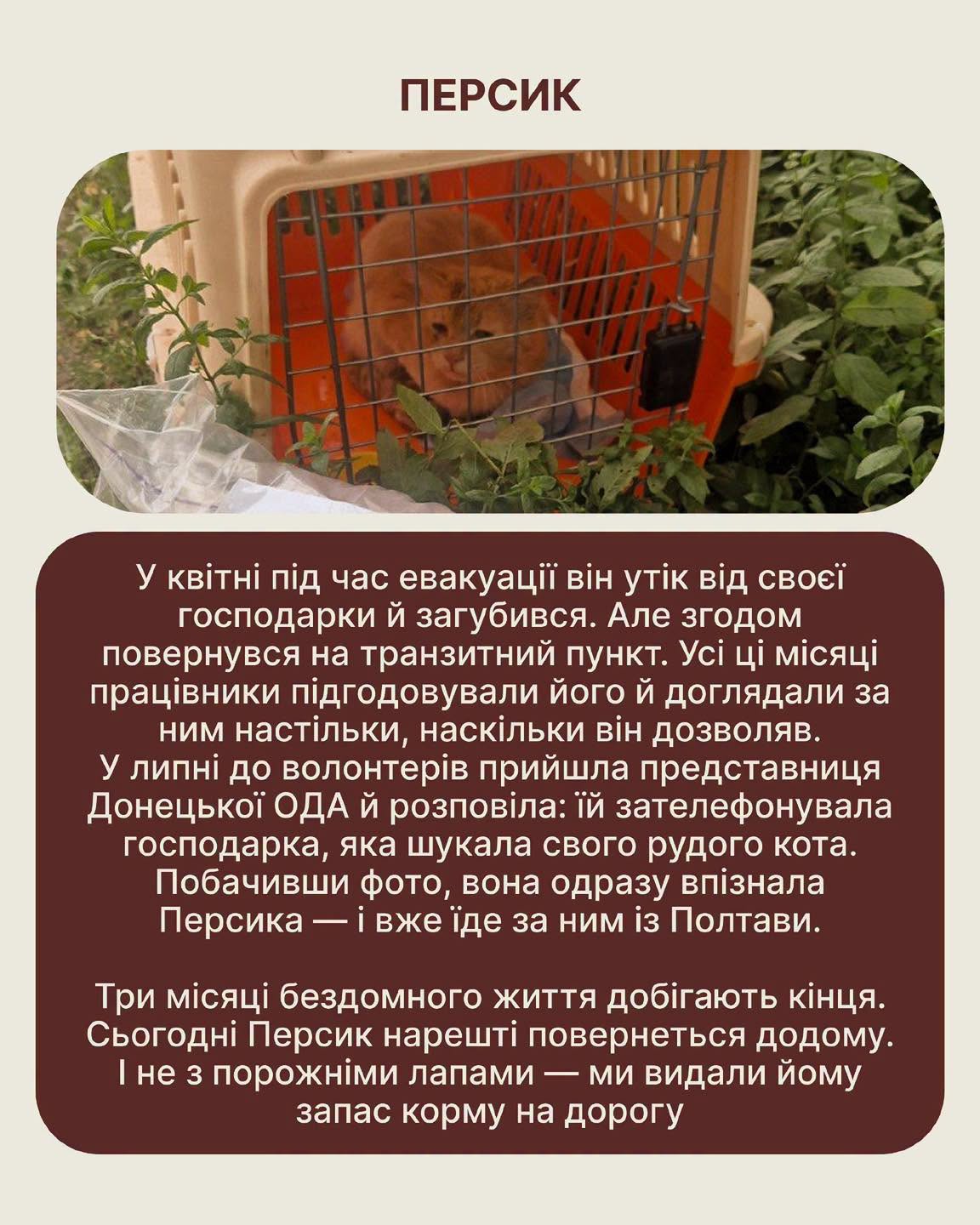 рудий песик у клітці
