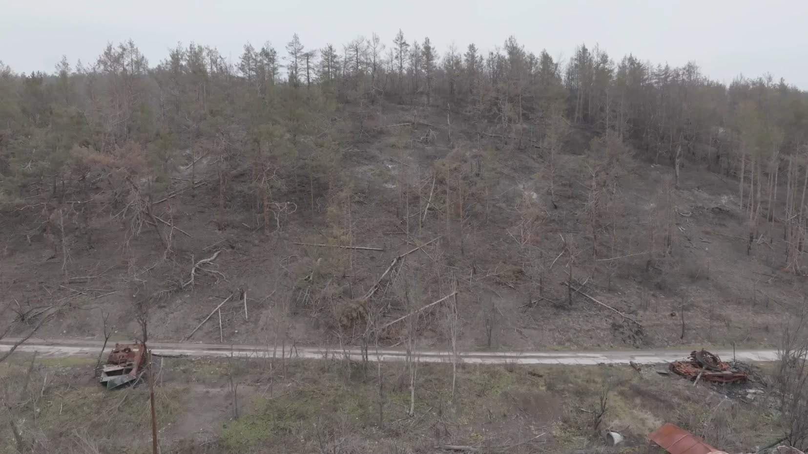 Майже третина лісів Святогір’я знищено через війну
